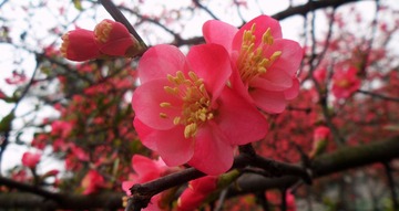SAM_6004