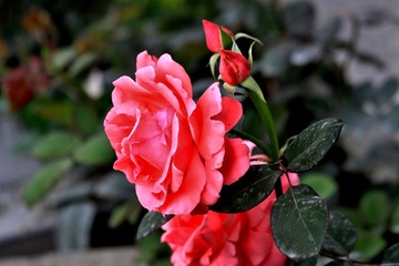 2012.12.22.A 1148