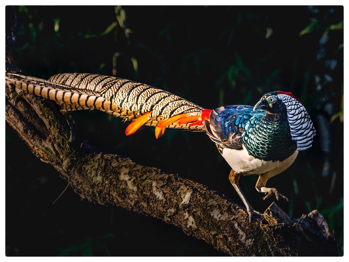 白腹锦鸡(英文名:lady amhersts pheasant,学名:chrysolophus