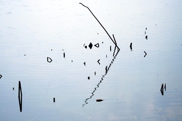 19036