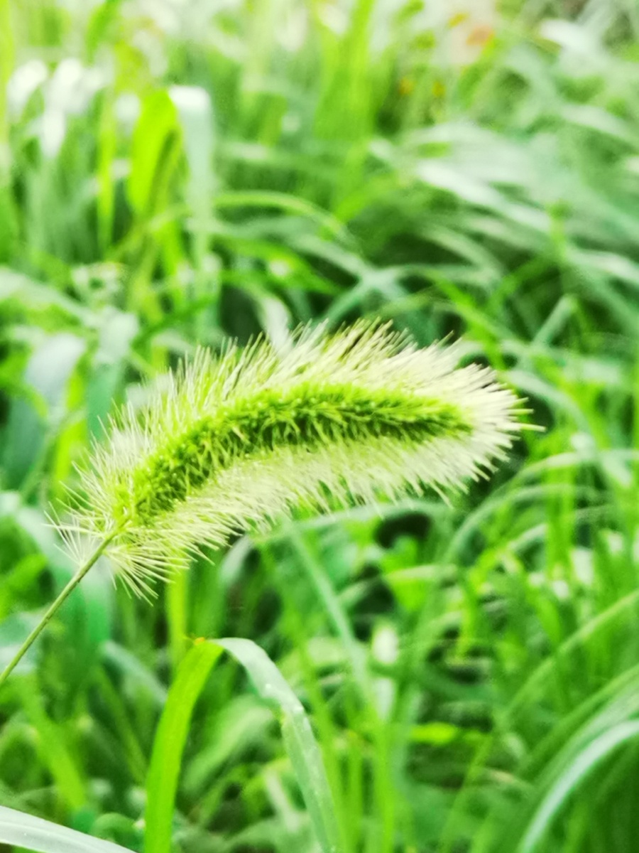 光阴的故事之藏猫猫