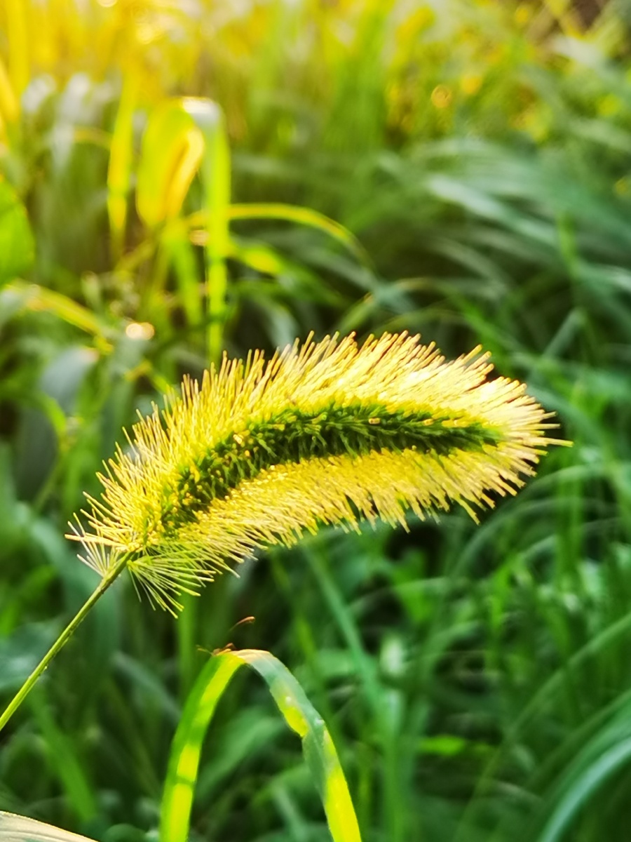 光阴的故事之藏猫猫