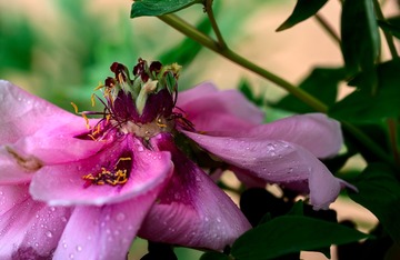 DSC_2676AT