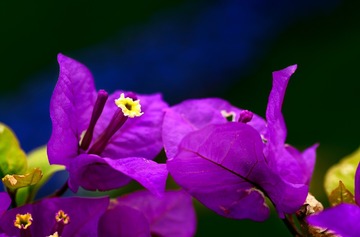 DSC_2716AT