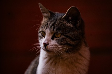 5628