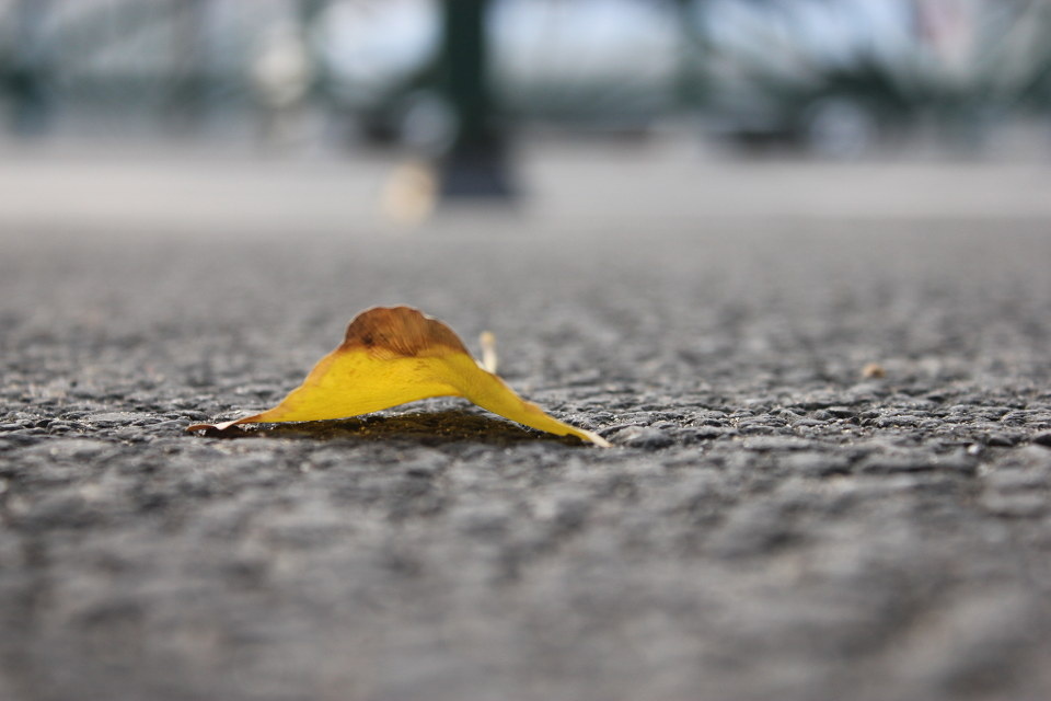 随风飘零落叶情