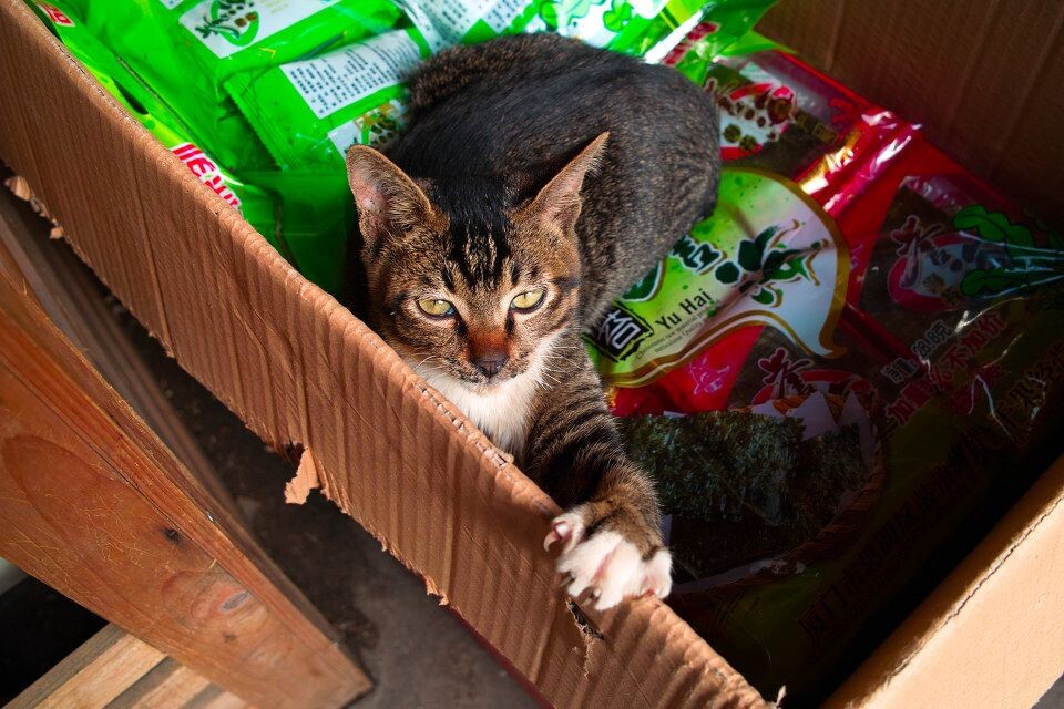 SDIM1724<br />
利爪小猫