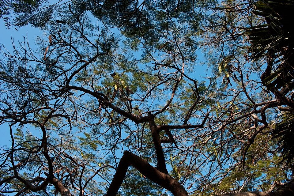 SDIM1757<br />
