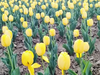 1000003589