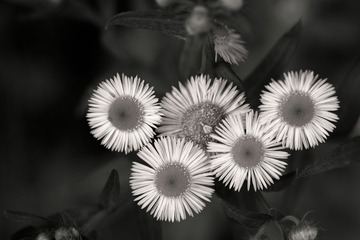 非洲菊