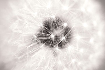 蒲公英
