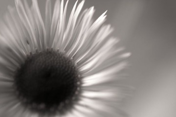非洲菊