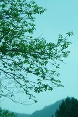 1000064406