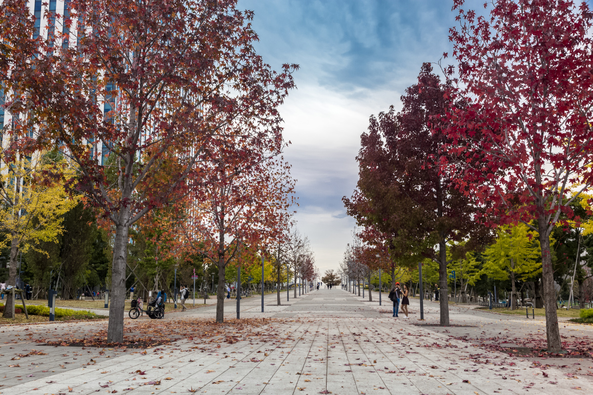 摄于日本东京的枫树大道.