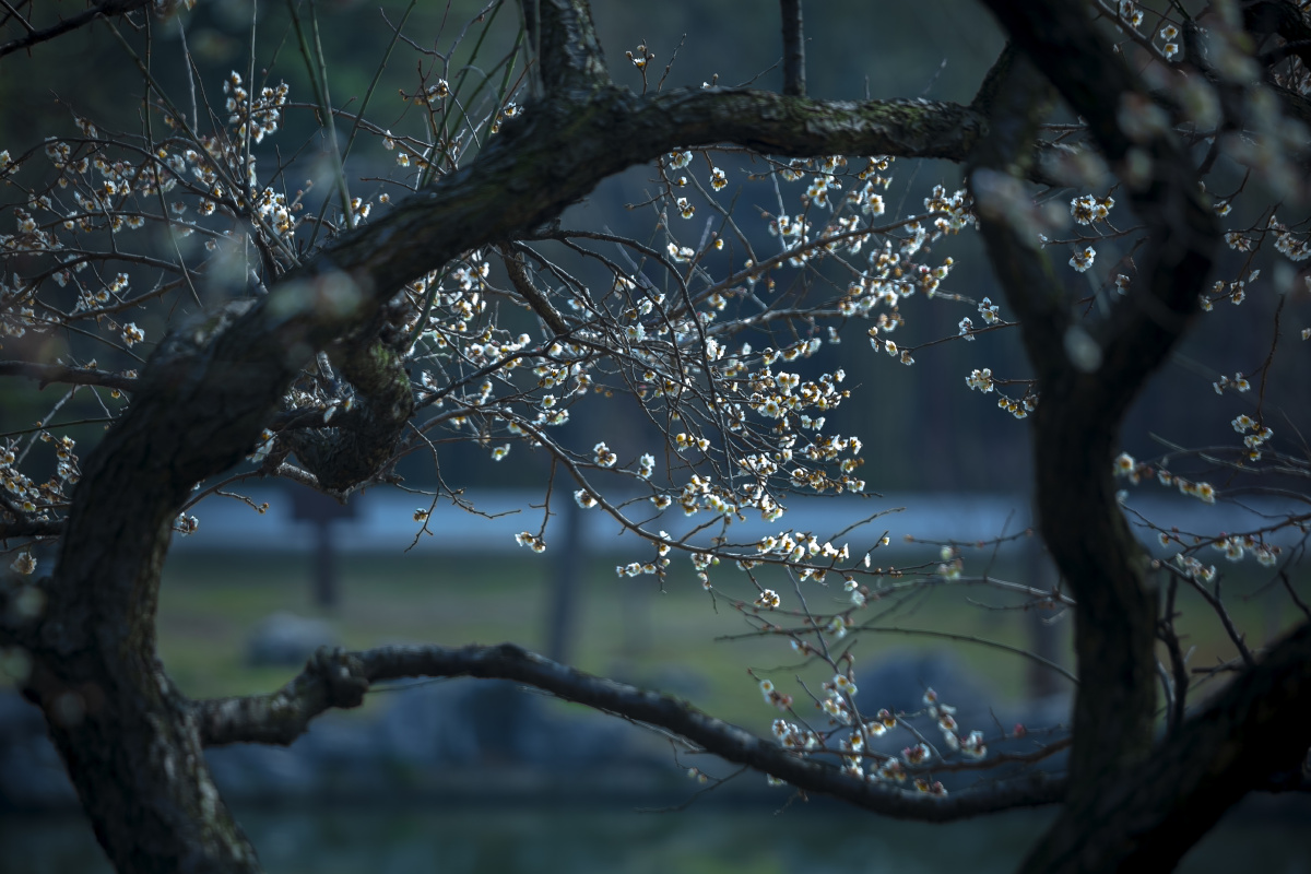 梅花虬曲苍劲的枝干,洁白晶莹的骨朵,犹如翩翩起舞.