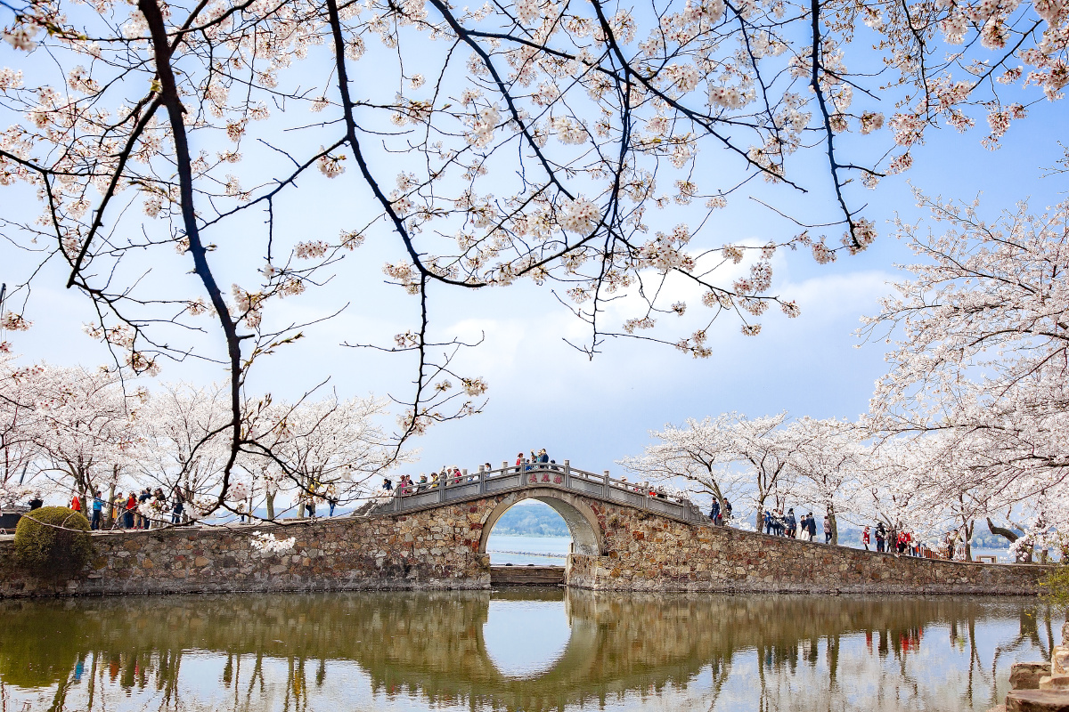 长春桥畔樱花舞摄于无锡鼋头渚