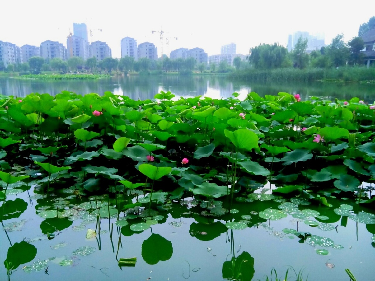 雨后荷塘