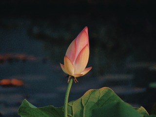 1000082253