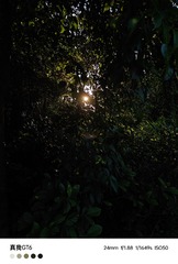 1000067334