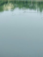 1000035772