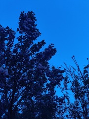 1000013336