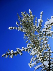 IMG_7287.jpg