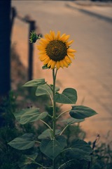 1000316258