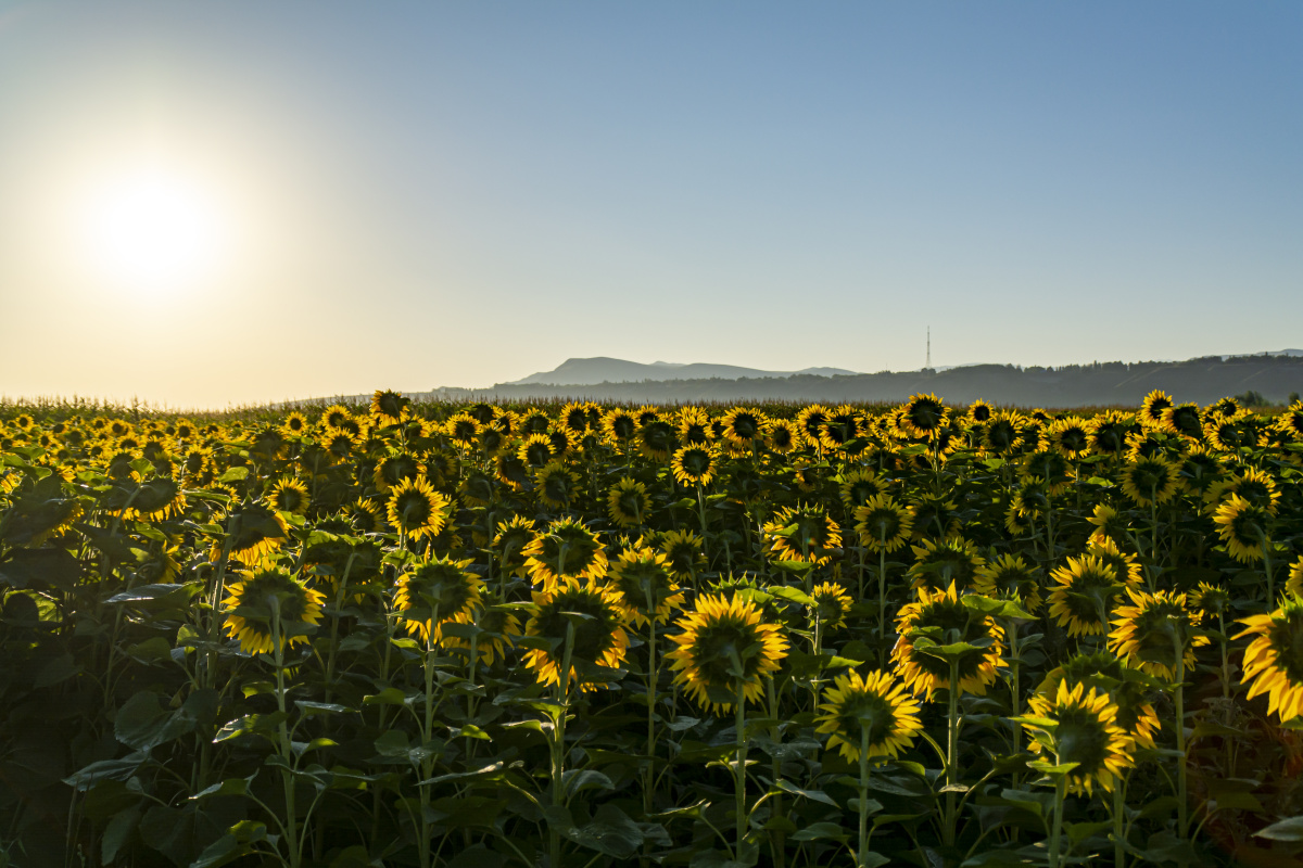 向着朝阳生长的向日葵