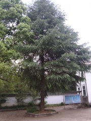 1000037764