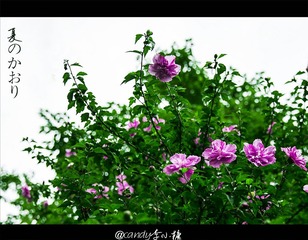 香り.jpg