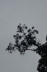 1000027043