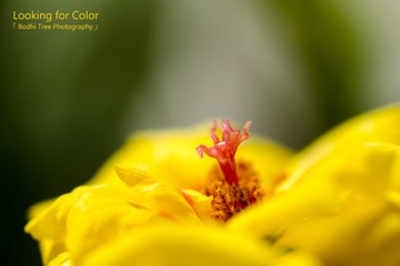 N7K_8087-32-z
