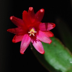 DSC_2164-ps.jpg