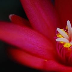 DSC_7080-1.jpg
