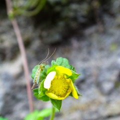 schrae-9186537.jpg