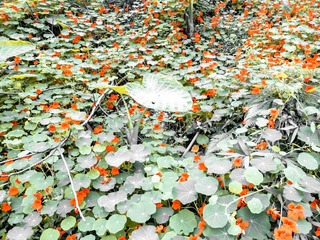 schrae-9186555.jpg