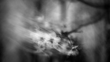 史峻千—樱花四弄：舞