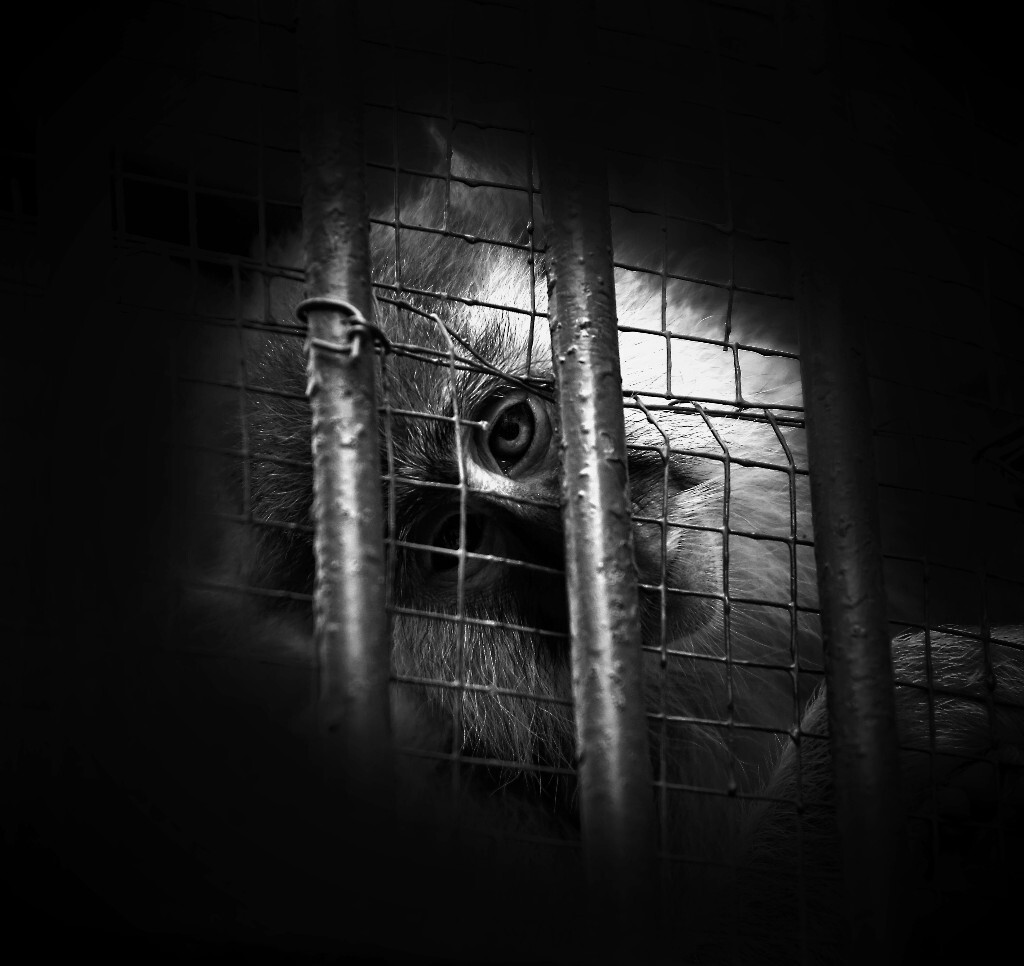 我猜这只无知的小猴对我产生了兴趣，透过笼子仅有的破口窥视我，我也透过长长的镜头凝视着它，最后笼里笼外双双略带无奈的走开了