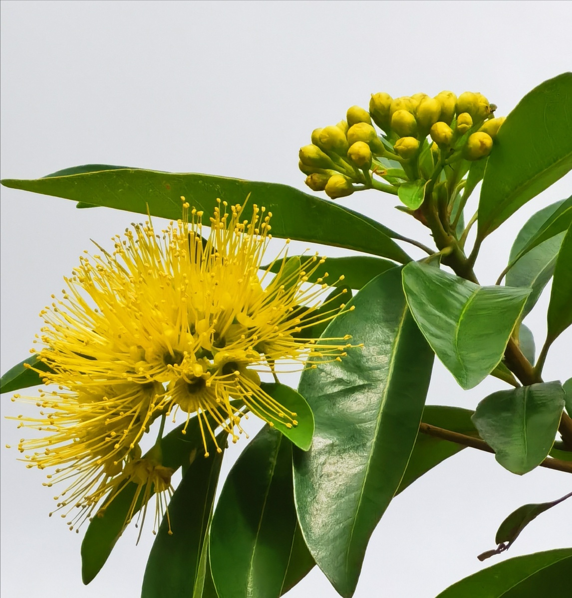 金蒲桃花 - 晋在其中 - 图虫