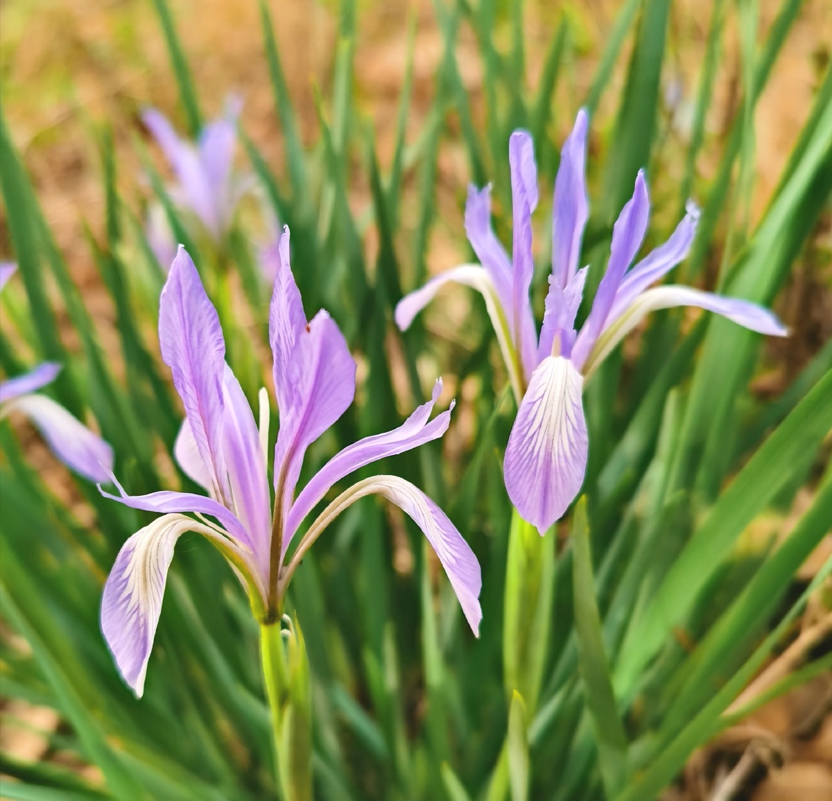 马兰花