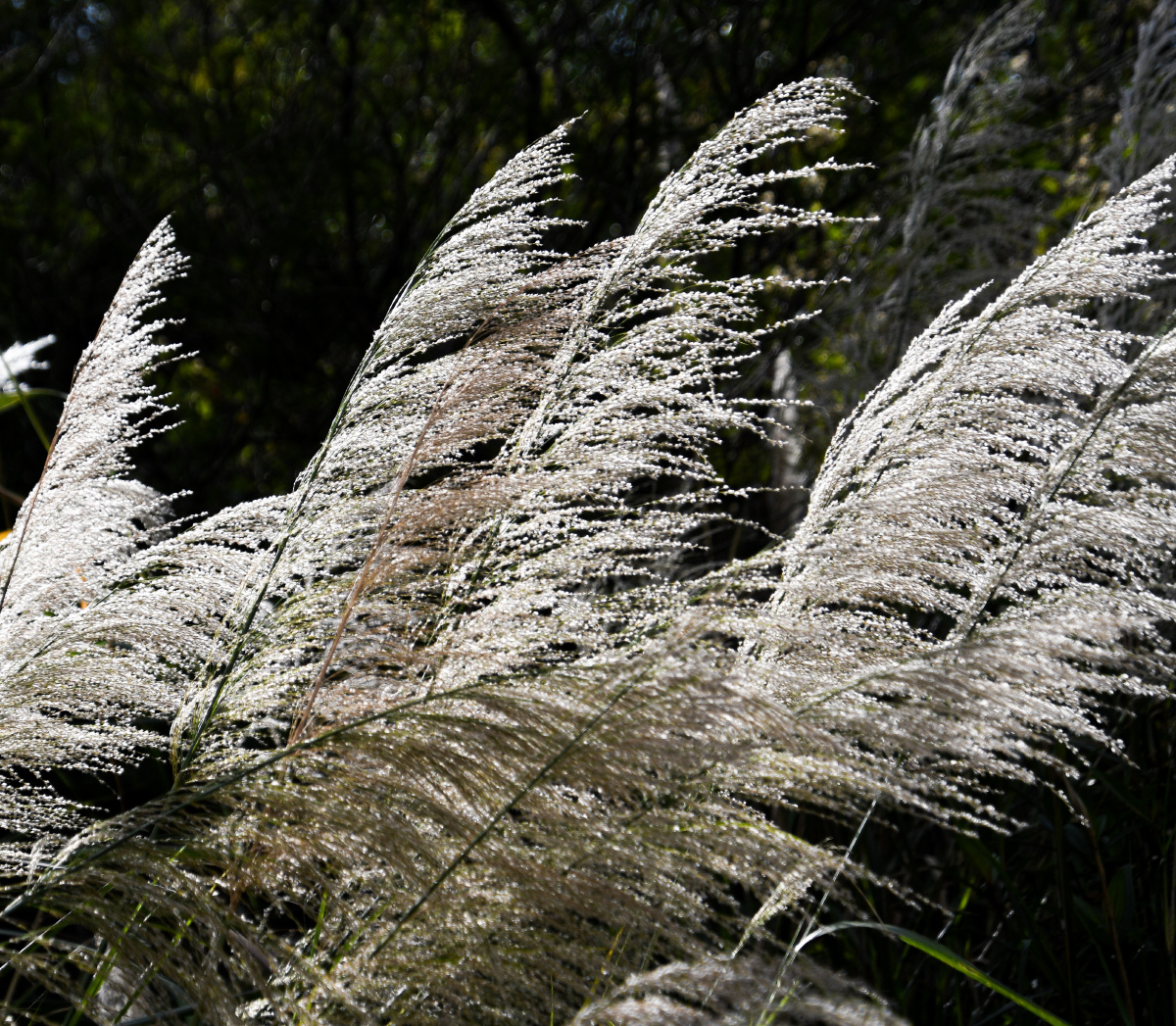 疾风劲草 - 晋在其中 - 图虫