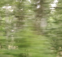 1000061529
