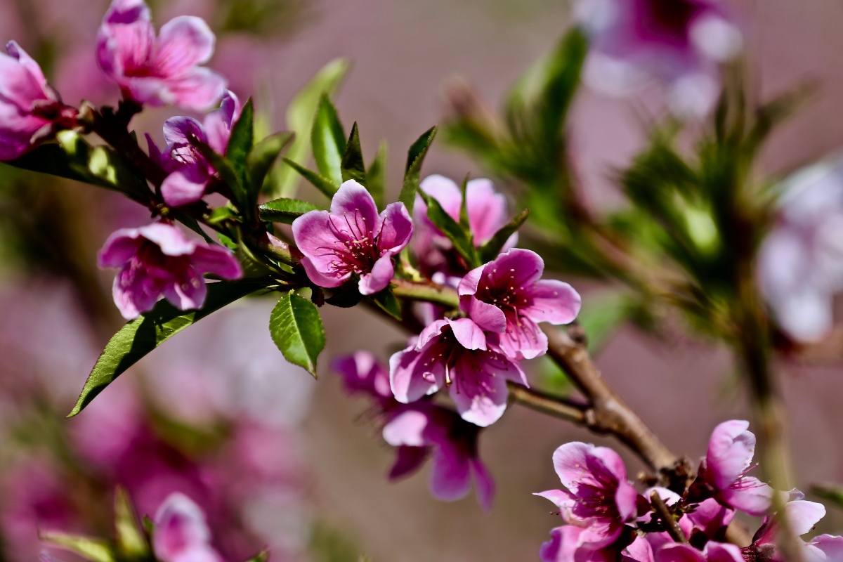 桃花朵朵开,这是新疆的蟠桃花.大美新疆欢迎您.