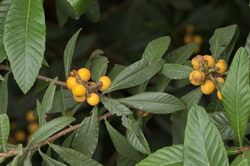 L1009229