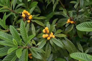 L1009258