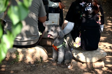 DSC_4293_副本