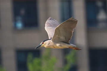 9163