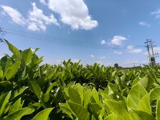 1000010258