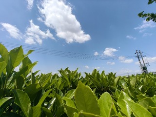 1000010259