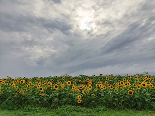 1497